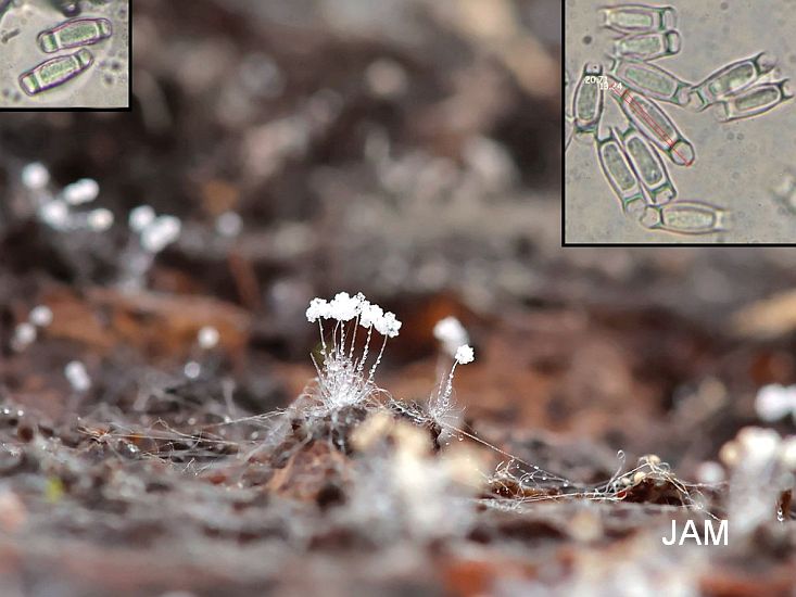 Amblyosporium botrytis