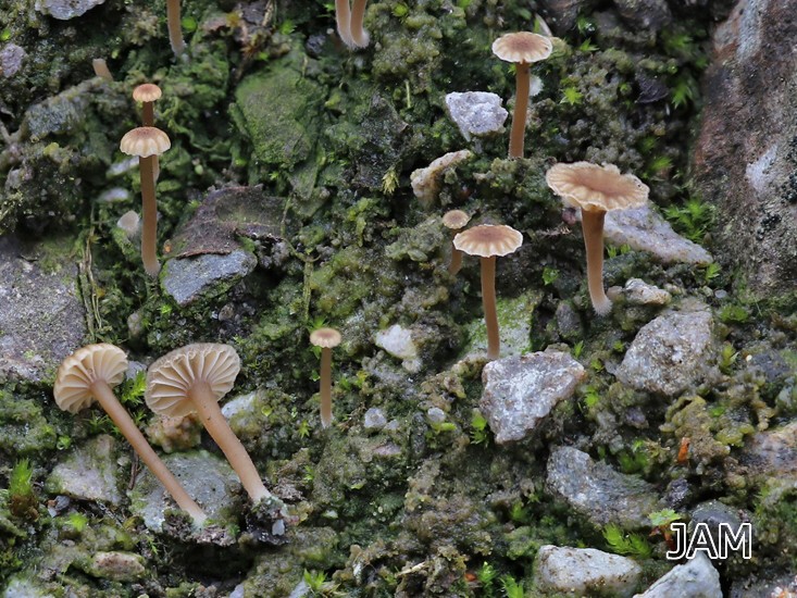 Grauer Flechtennabeling (Lichenomphalia velutina/pararustica agg.)