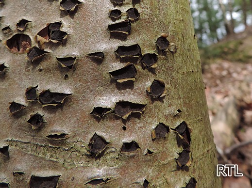 Biscogniauxia marginata - Gerandeter Rindenkugelpilz