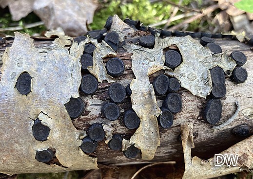 Biscogniauxia marginata - Gerandeter Rindenkugelpilz