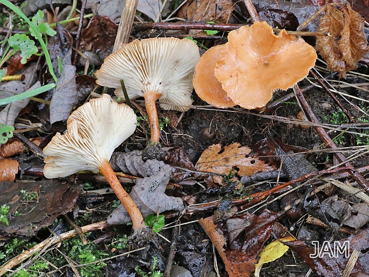 Kohlentrichterling (Bonomyces sinopica)