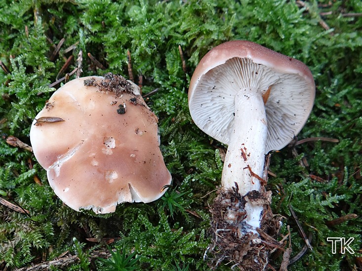 Kuhbrauner Schönkopf (Calocybe civilis)