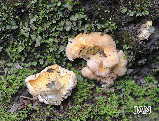 Cantharellus subpruinosus - Bereifter Pfifferling