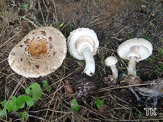 Chlorophyllum brunneum - Gerandetknolliger Gartenschirmling