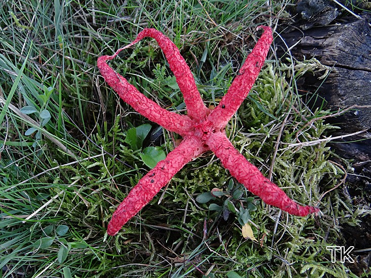 Tintenfischpilz (Clathrus archeri)