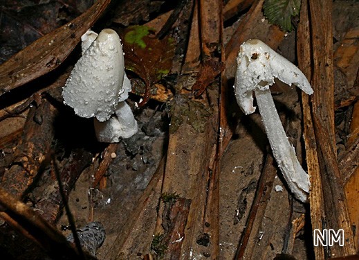 Coprinopsis pseudofriesii - Braunscheiteliger Ästchen-Wolltintling