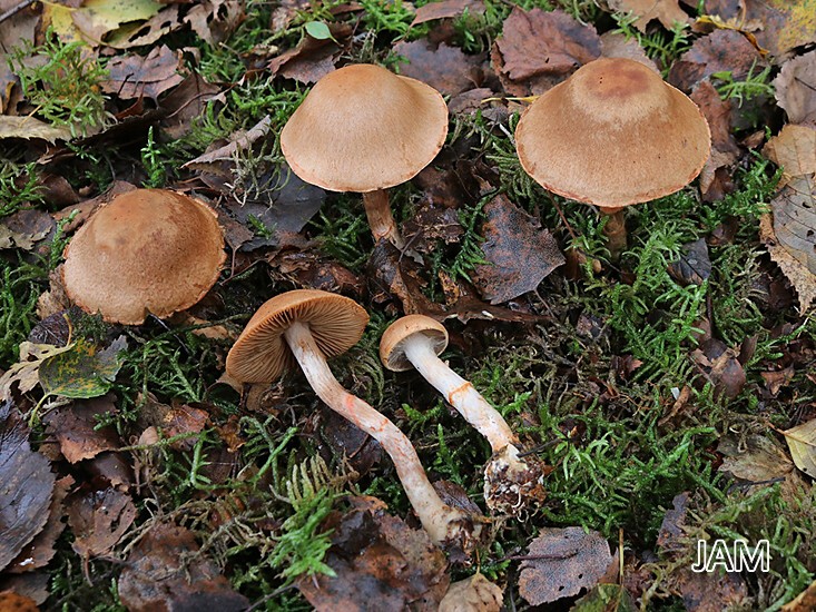 Geschmückter Gürtelfuß (Cornarius armillatus)