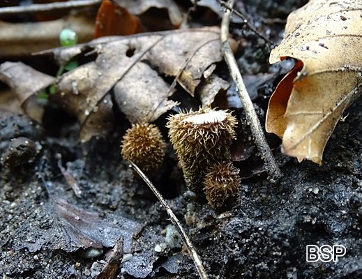 Cyathus striatus - Gestreifter Teuerling