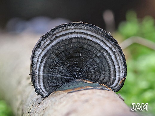 Daldinia concentrica - Kohliger Kugelpilz