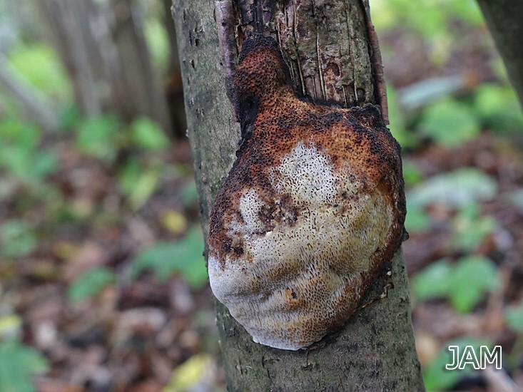 Schwärzender Porling (Dichomitus campestris)