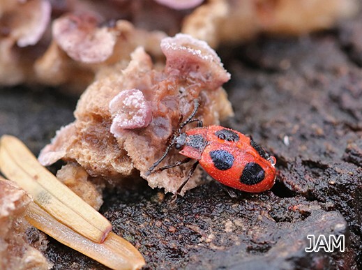 Endomychus coccineus - Scharlachroter Stäublingskäfer