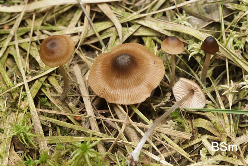 Entoloma milthalerae