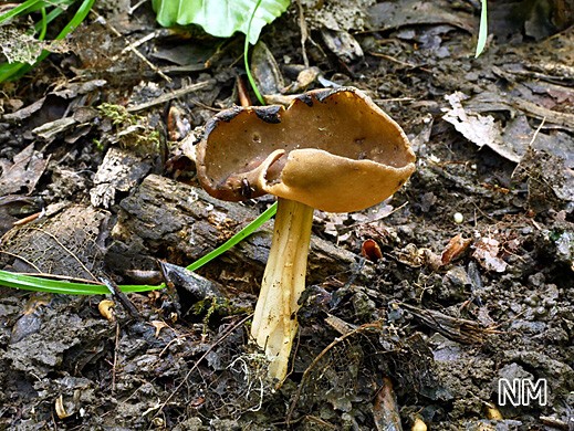 Helvella solitaria (= H. queletii) – Rillstielige Lorchel