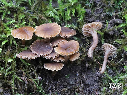 Hodophilus stramineus - Braunblättriger Samtschneckling-Agg.