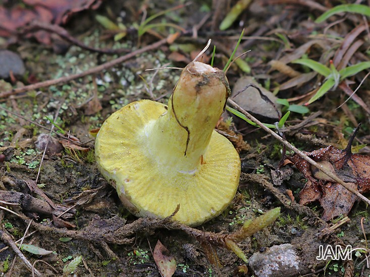 Grüner Steinreizker (Hypomyces viridis)