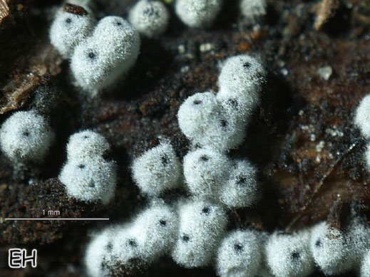 Lasiosphaeria ovina - Eiförmiger Haarkugelpilz
