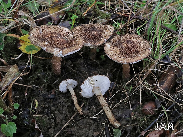 Wollstieliger Stachelschirmling (Lepiota jacobi)