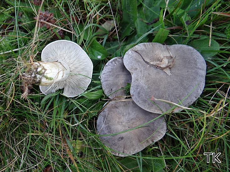 Horngrauer Rötelritterling (Lepista panaeolus)