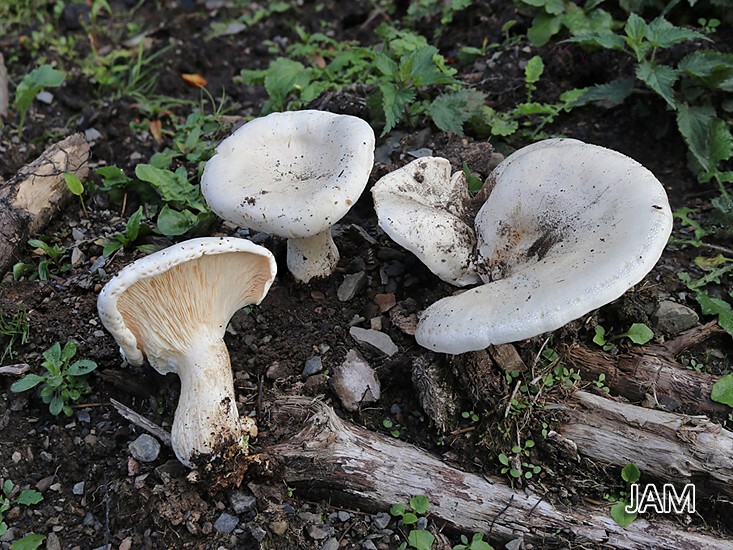 Riesen-Krempentrichterling (Leucopaxillus giganteus)