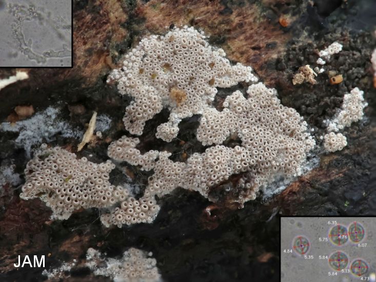 Resupinatus poriaeformis