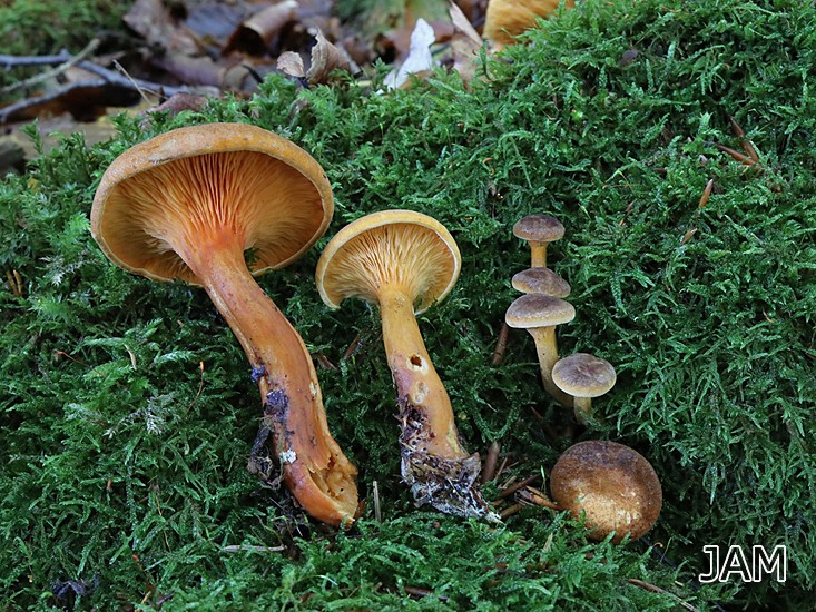 Brauner Afterleistling (Hygrophoropsis rufa)