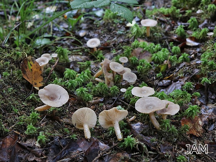 Blasser Kokosmilchling (Lactarius glyciosmus)