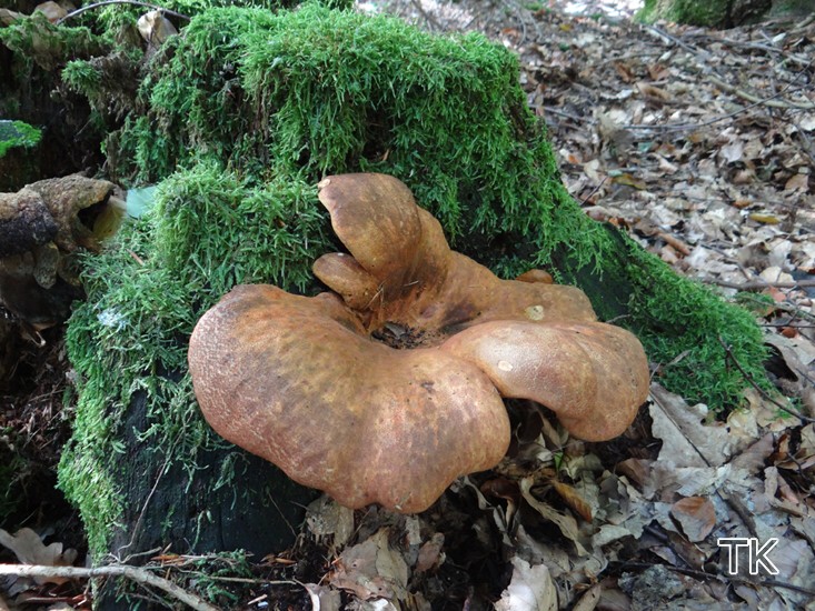 Samtfußkrempling (Tapinella atrotomentosa)