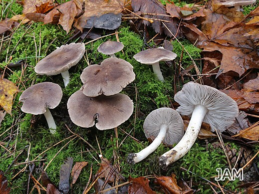 Tricholoma terreum - Gemeiner Erdritterling