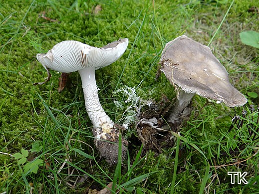 Amanita excelsa - Grauer Wulstling