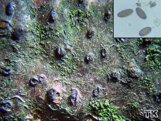 Anthostoma turgidum - Eingesenkte Kohlenbeere