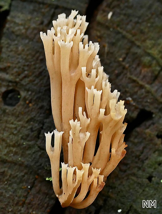Artomyces pyxidatus - Becherkoralle