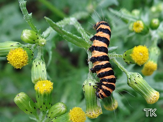 Raupe des Blutbären auf Senecio vulgaris