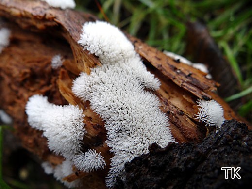 Ceratiomyxa fruticulosa - Geweihförmiger Schleimpilz