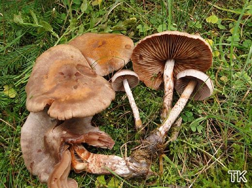 Cortinarius spilomeus