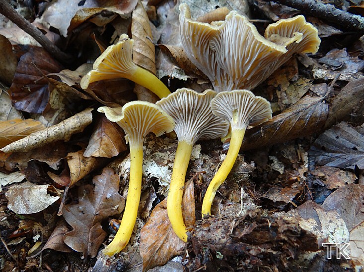 Trompetenpfifferling (Craterellus tubaeformis)