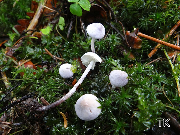 Violetter Mehlschirmling (Cystolepiota bucknallii)