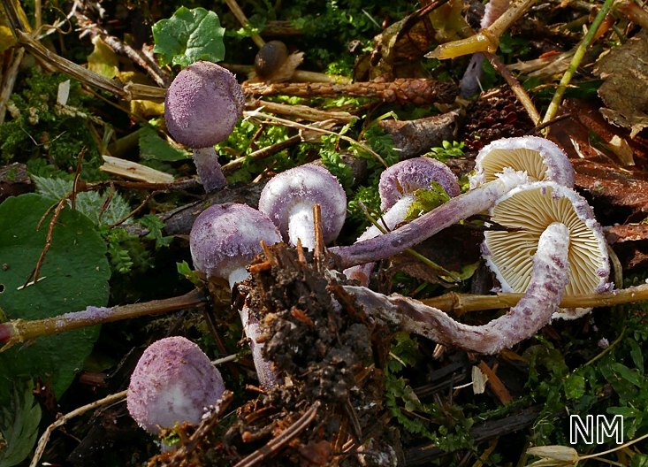 Violetter Mehlschirmling (Cystolepiota bucknalii)