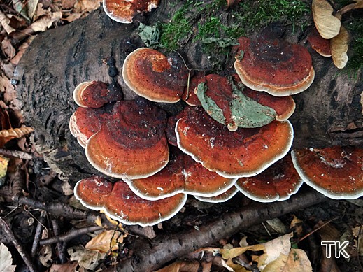 Daedaleopsis tricolor Dreifarbige Tramete
