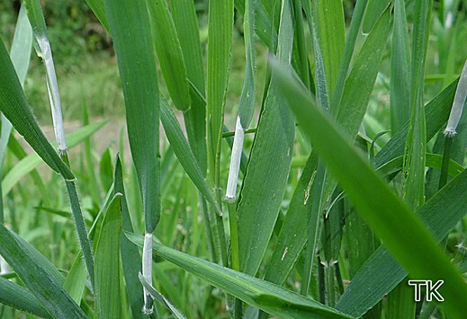 Epichloe clarkii auf Holcus mollis