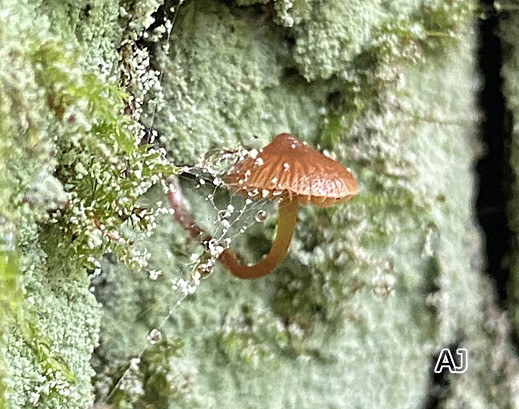 Galerina triscopa - Spitzkegeliger Häubling 