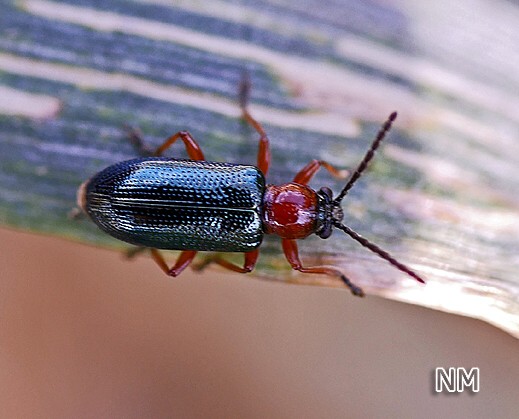 Oulema melanopus - Rothalsiges Getreidehähnchen