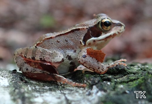 Grasfrosch