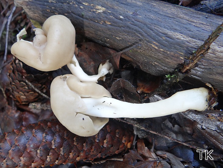 Elastische Lorchel (Helvella elastica)