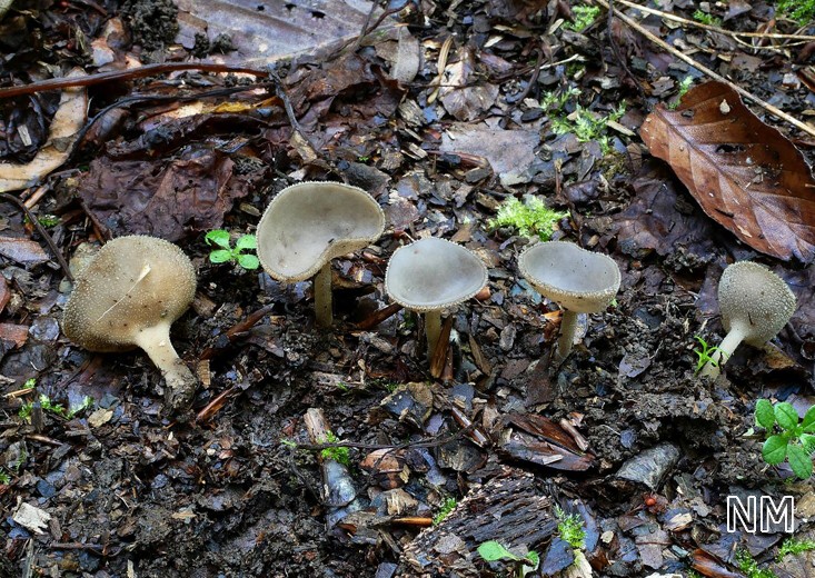 Grauer Langfüßler (Helvella macropus)