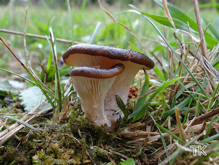 Erdmuscheling (Hohenbuehelia geogenia)