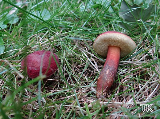 Hortiboletus rubellus - Blutroter Röhrling