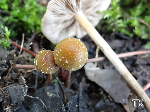 Hypholoma subericaeum - Teichrand-Schwefelkopf