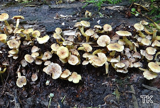 Hypholoma fasciculare var. subviride - Grünblättriger Schwefelkopf