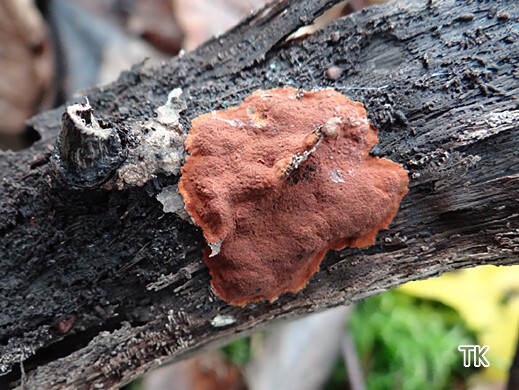 Hypoxylon ticinense - Kleinsporige Kohlenbeere