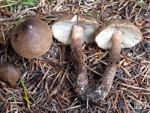 Inocybe soluta 